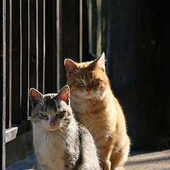 photo "Cats"