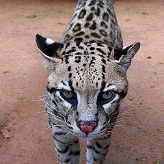 photo "Ocelot"