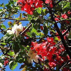 photo "Red and White..."