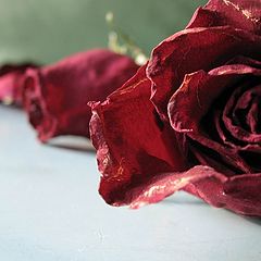 photo "Roses II."