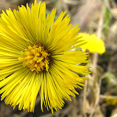 photo "Spring flower"