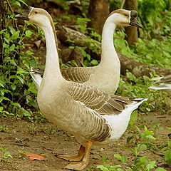 photo "Geese"