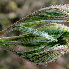 photo "Start of Life"