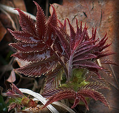 photo "Spring awakening of the nature"