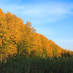 фото "Осень"