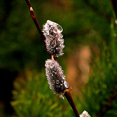 photo "Pussy-willow"