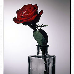 photo "Glass and Rose"