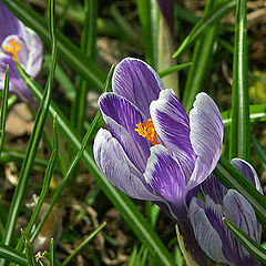 photo "Spring saffron"