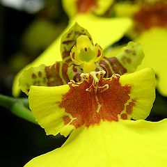 фото "Orchidea-5"