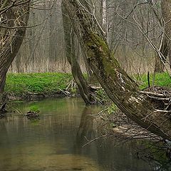 photo "Mysterious wood."