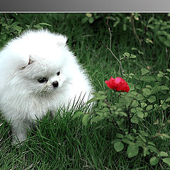 photo "?"
