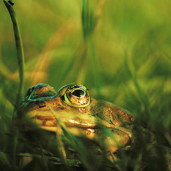 photo "Frog"