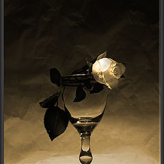 photo "wine glass & rose"