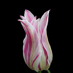 photo "tulip#1"