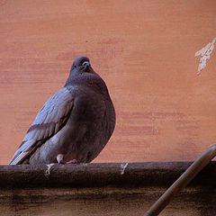 photo "Dove from Rome"