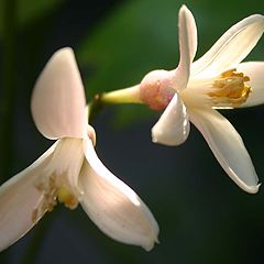 photo "A kiss of Lemon !"