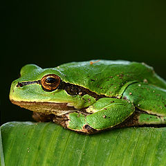 photo "- Green Tree Frog -"