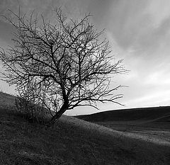 фото "дерево"