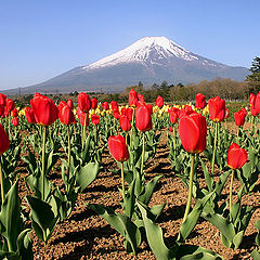 photo "Field of Red Tulips"