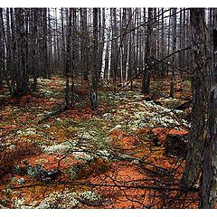 фото "Заколдованный лес"