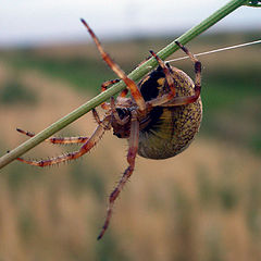 photo "Spider"