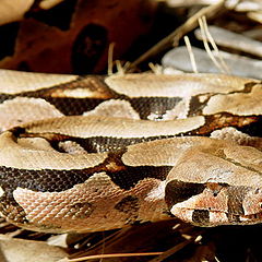 photo "Snake on the leaf"