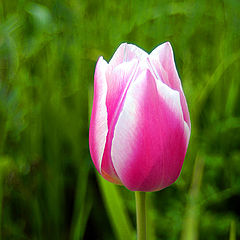 фото "tulip"