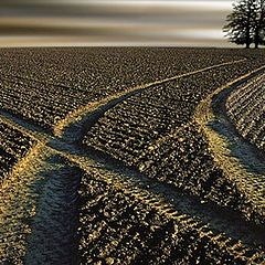 фото "l'arbre dans le champ"