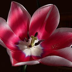 photo "Flower."