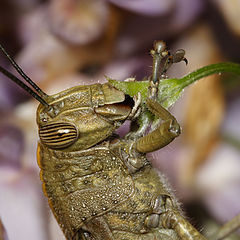 photo "A quick snack on the way"