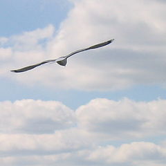 фото "flying away"