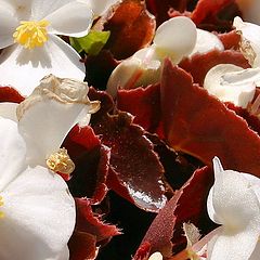 фото "Little white flowers"