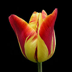 photo "tulip#2"