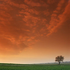 photo "Loneliness"