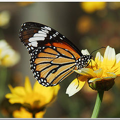 photo "butterfly&flower"