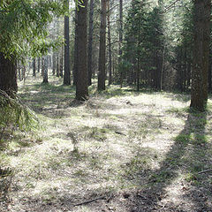 photo "The smoke in the forest"