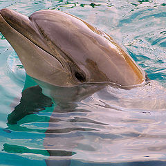 фото "Дельфин"