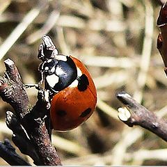 фото "red bug"