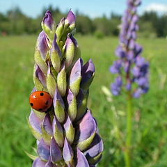 photo "Ladybug, lupin, and landscape"
