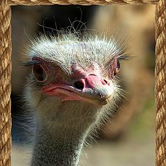 photo "The daddy Ostrich."