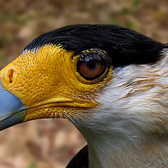 photo "Crested Caracara"