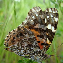 photo "Painted Lady Butterfly"