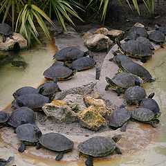 фото "Turtils"