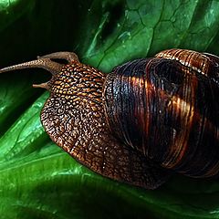 фото "SNAIL"