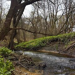photo "Wood stream"