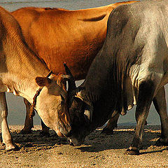 photo "a little chat(con carigno ) in between Holy Cows.."