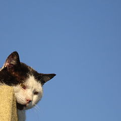 photo "a "guest" sleeping in my garden"