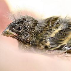 photo "Baby bird on my hand"