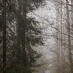photo "Purpose remembering"
