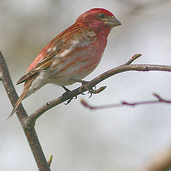 photo "Purple Finch"